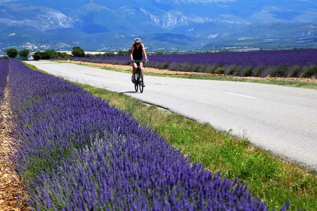 Franse lavendelvelden met een wielrenner. In de Provence tijdens volle bloei