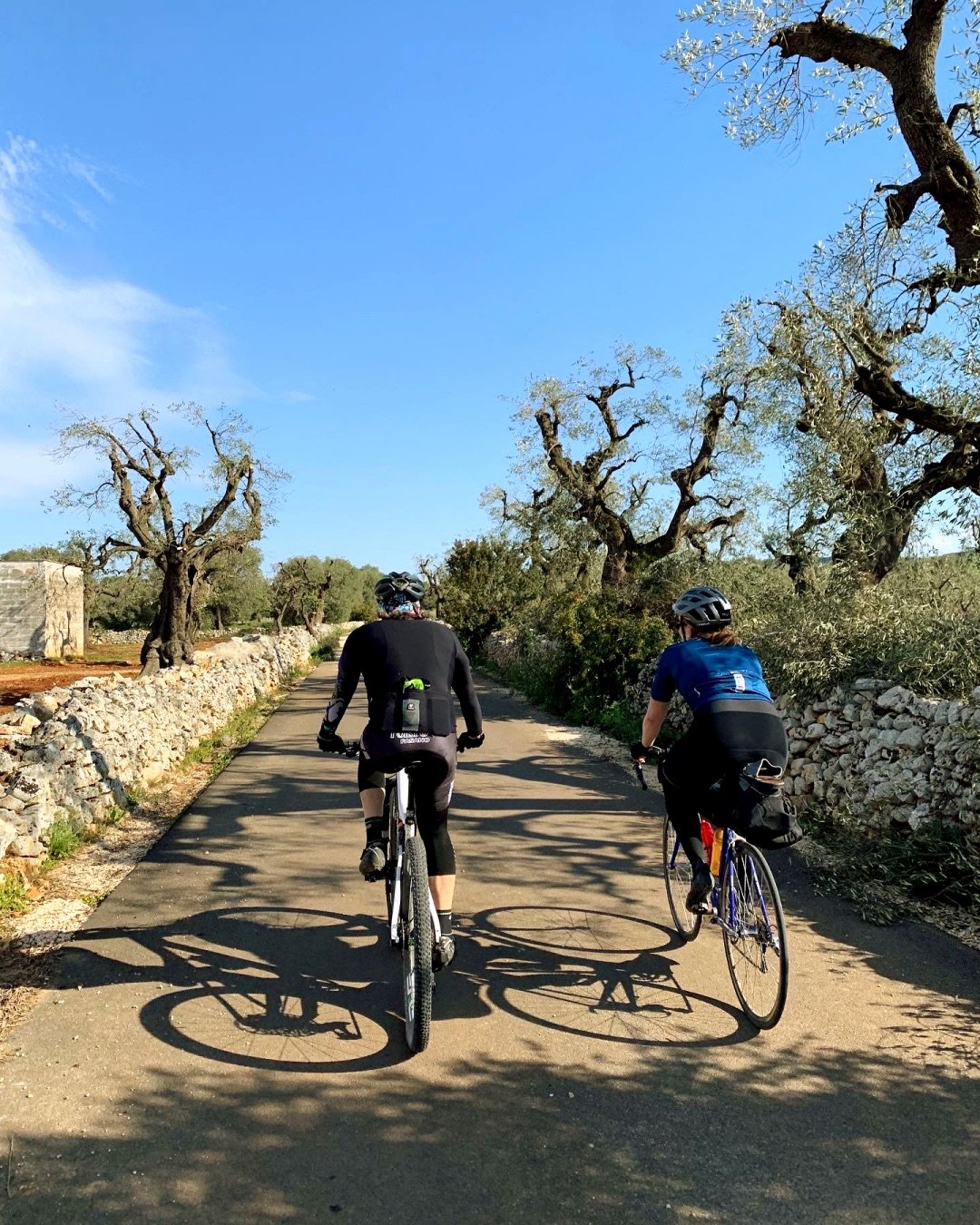 Olijfbomen in Puglia tijdens het fietsen