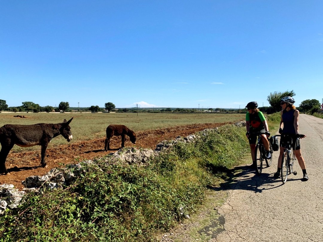 Een pauze om ezels te fotograferen in niemandsland in Puglia, Zuid-Italië