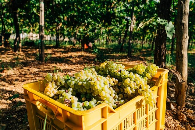Wijnoogst in geel krat in de wijnvelden ergens in Puglia Zuid Italië