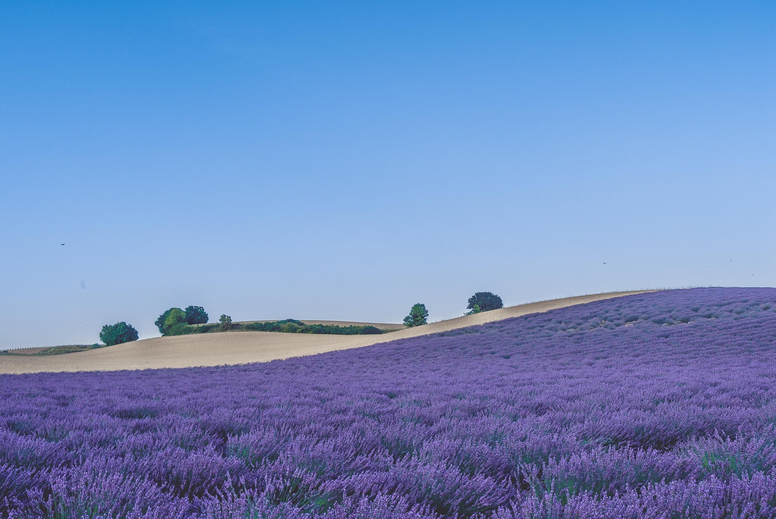 Bloeiende lavendelvelden in de Provence in Frankrijk