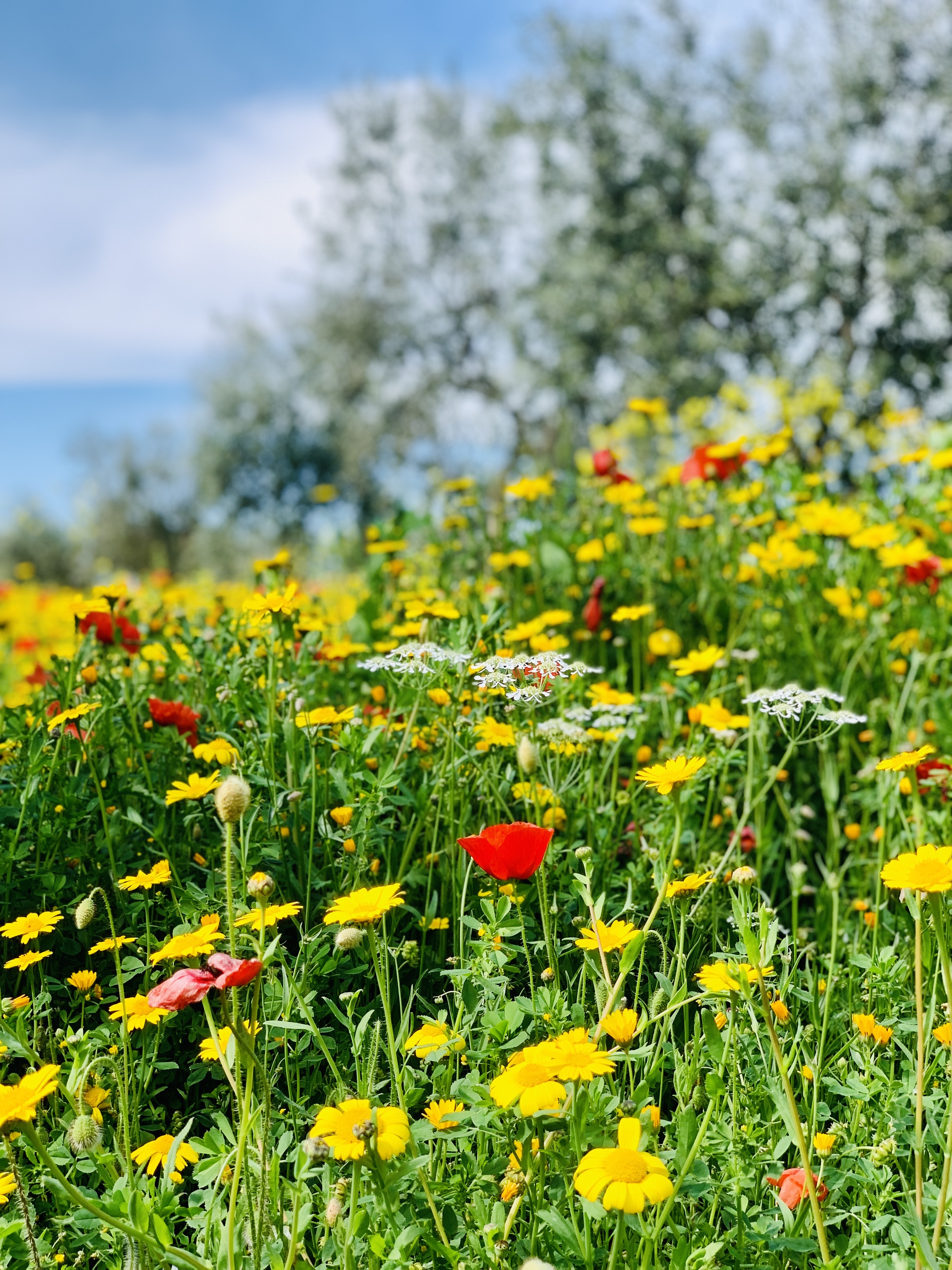 Veld met bloemen in alle kleuren geel en rood en groen in de lente april in Monopoli Puglia Italie