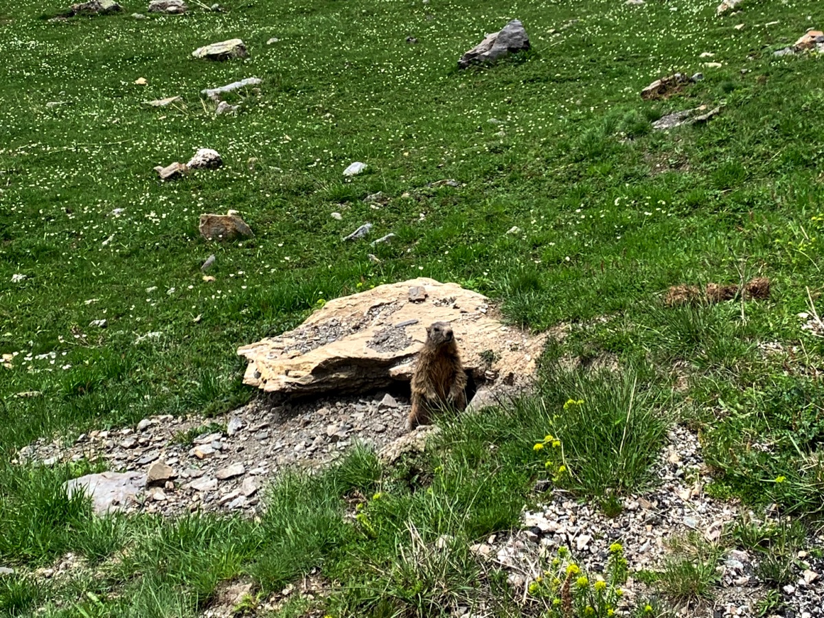 Marmotten op de Col du Galibier vlakbij hun verblijfplaats. Franse Alpen.