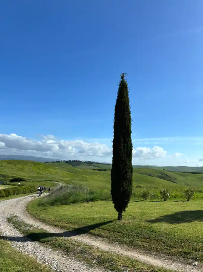 a tree next to a road