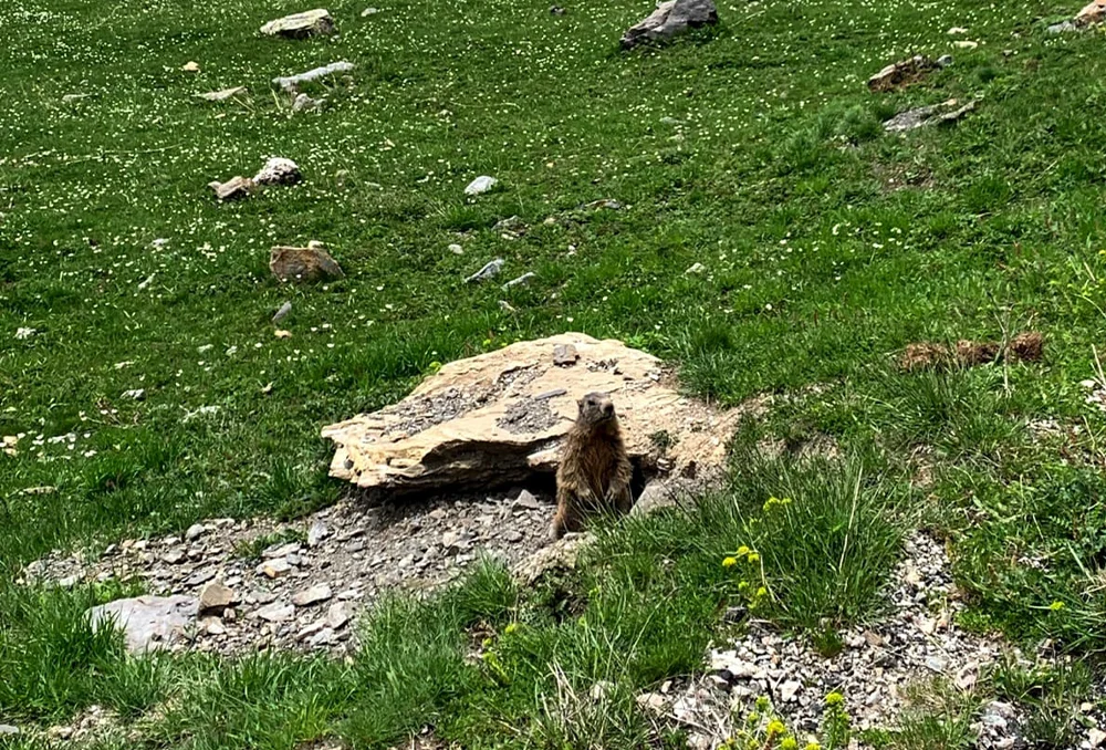 marmotten onderweg Marmotten op de Col du Galibier vlakbij hun verblijfplaats. Franse Alpen.