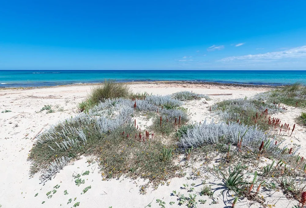 Adriatische kust met psammofila vegetatie richting Leuca