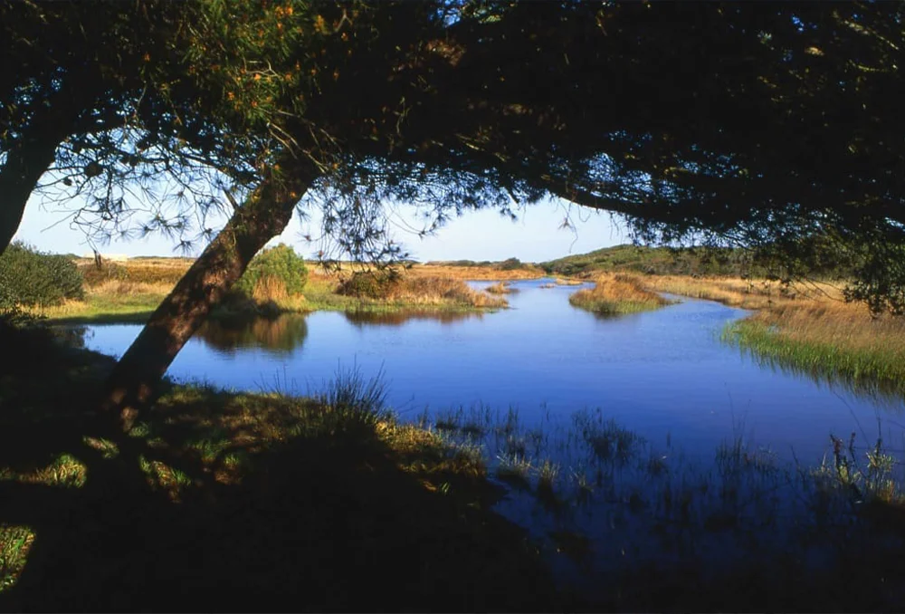 Mooi natuurgebied langs de Adriatische kust in Salento Puglia, Riserva Naturale Le Cesine in Lecce Italië