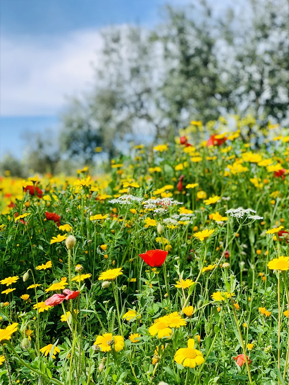 Veld met bloemen in alle kleuren geel en rood en groen in de lente april in Monopoli Puglia Italie