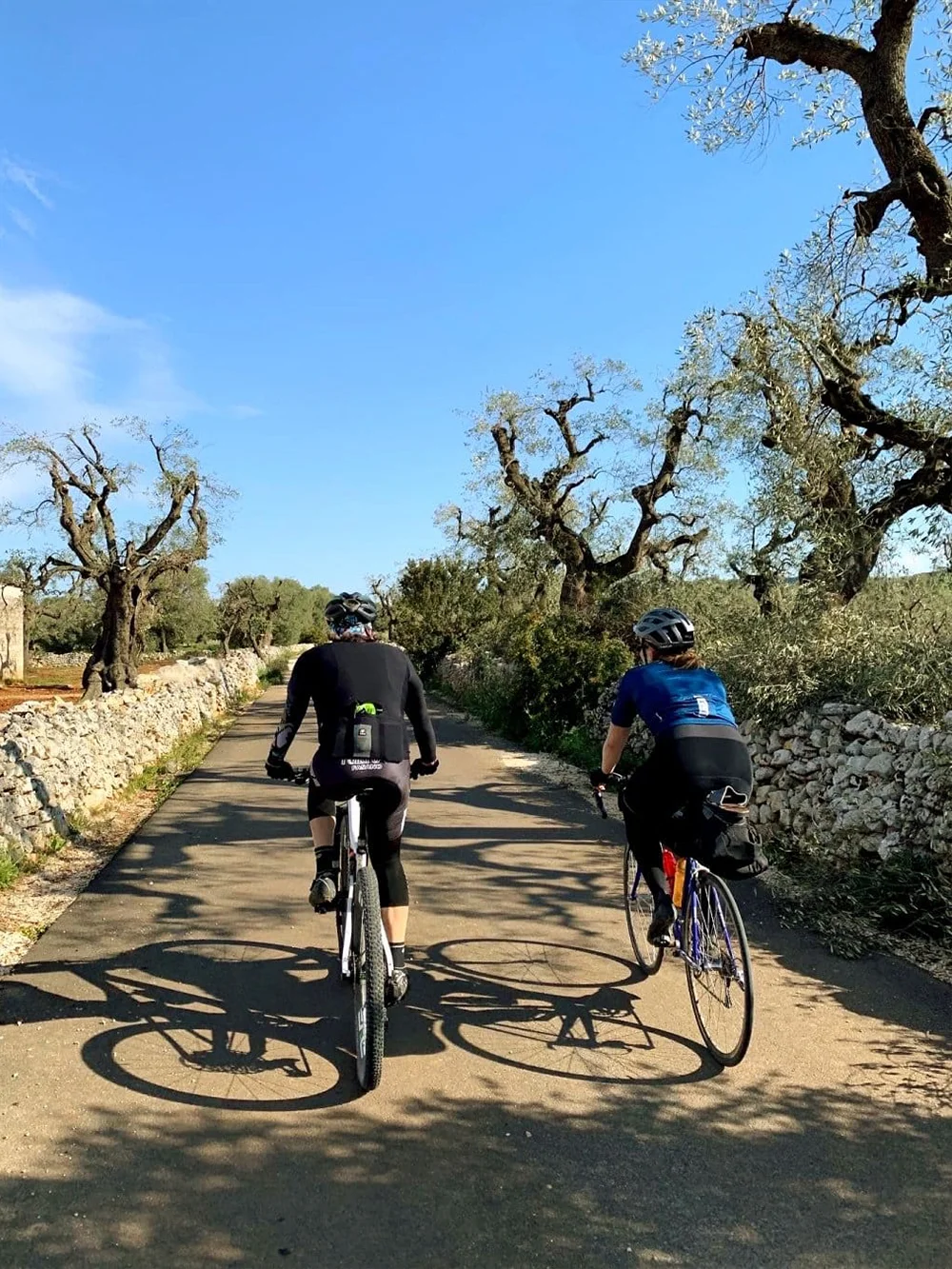 Olijfbomen in Puglia tijdens het fietsen