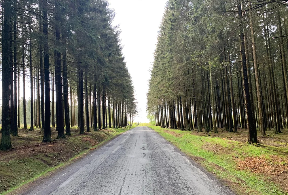 lange bomenrijen langs de weg in Ardennen