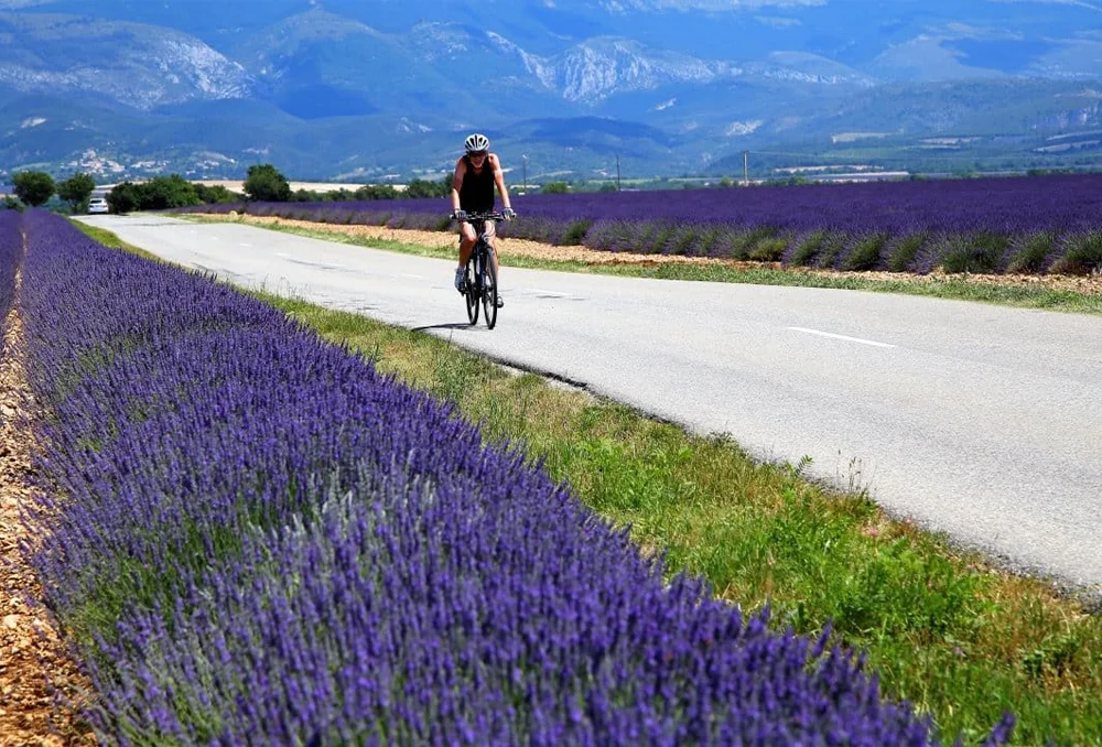 Fietsen door Franse lavendelvelden in de Provence